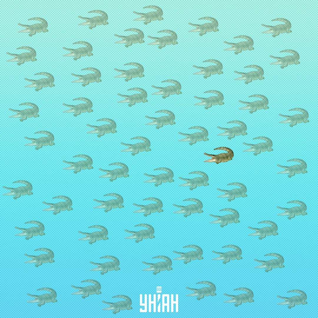 Das Reptil ist versteckt, aber Sie sollten es in 15 Sekunden sehen / Collage Moje