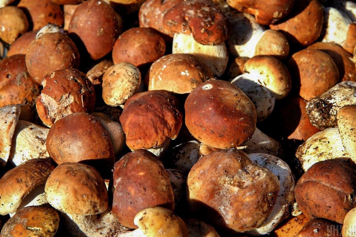 Finde einen Stein unter den Pilzen in der Zeit / Moje collage