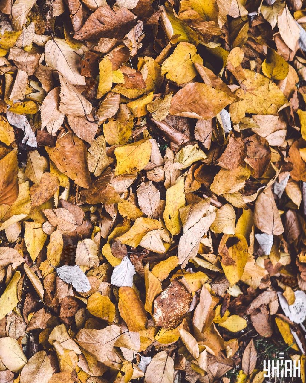 Finde die Schildkröten unter den Blättern / Moje-Collage