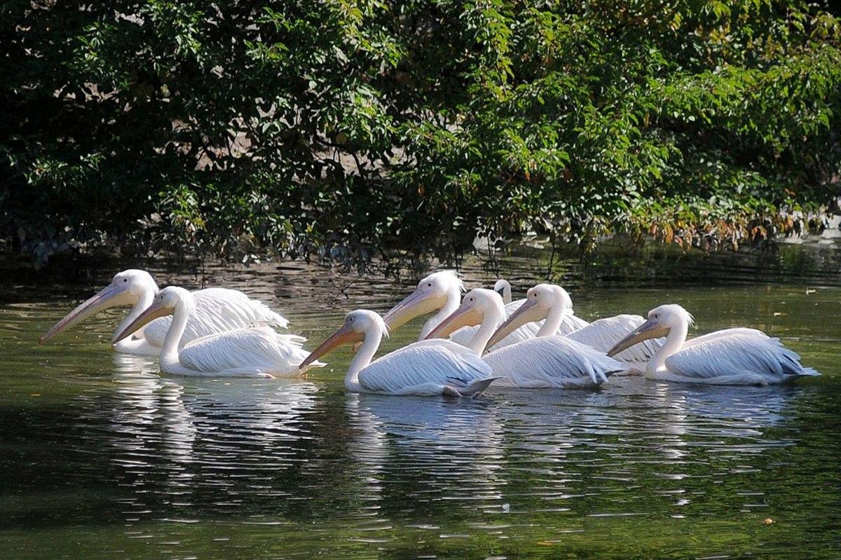 Es dauert weniger als 10 Sekunden, um einen Vogel zu finden, der anders ist als die anderen / Moje collage