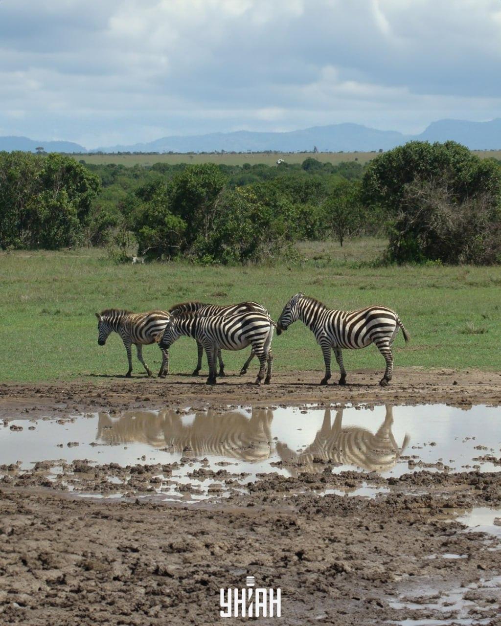 Es ist notwendig, den Hund rechtzeitig zu finden / Collage mit Moje Foto