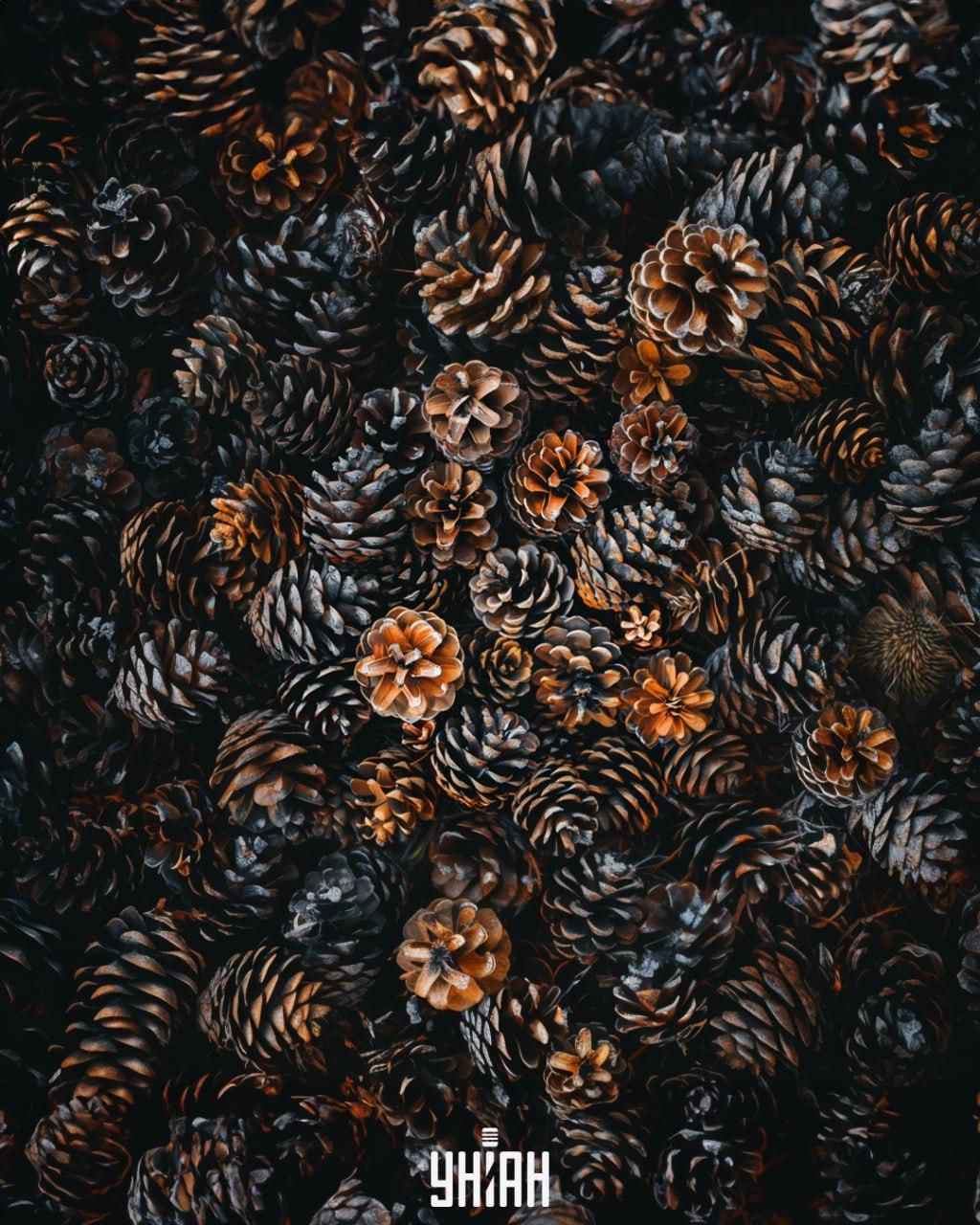 Es ist notwendig, einen Igel unter den Kegeln zu finden / Moje collage