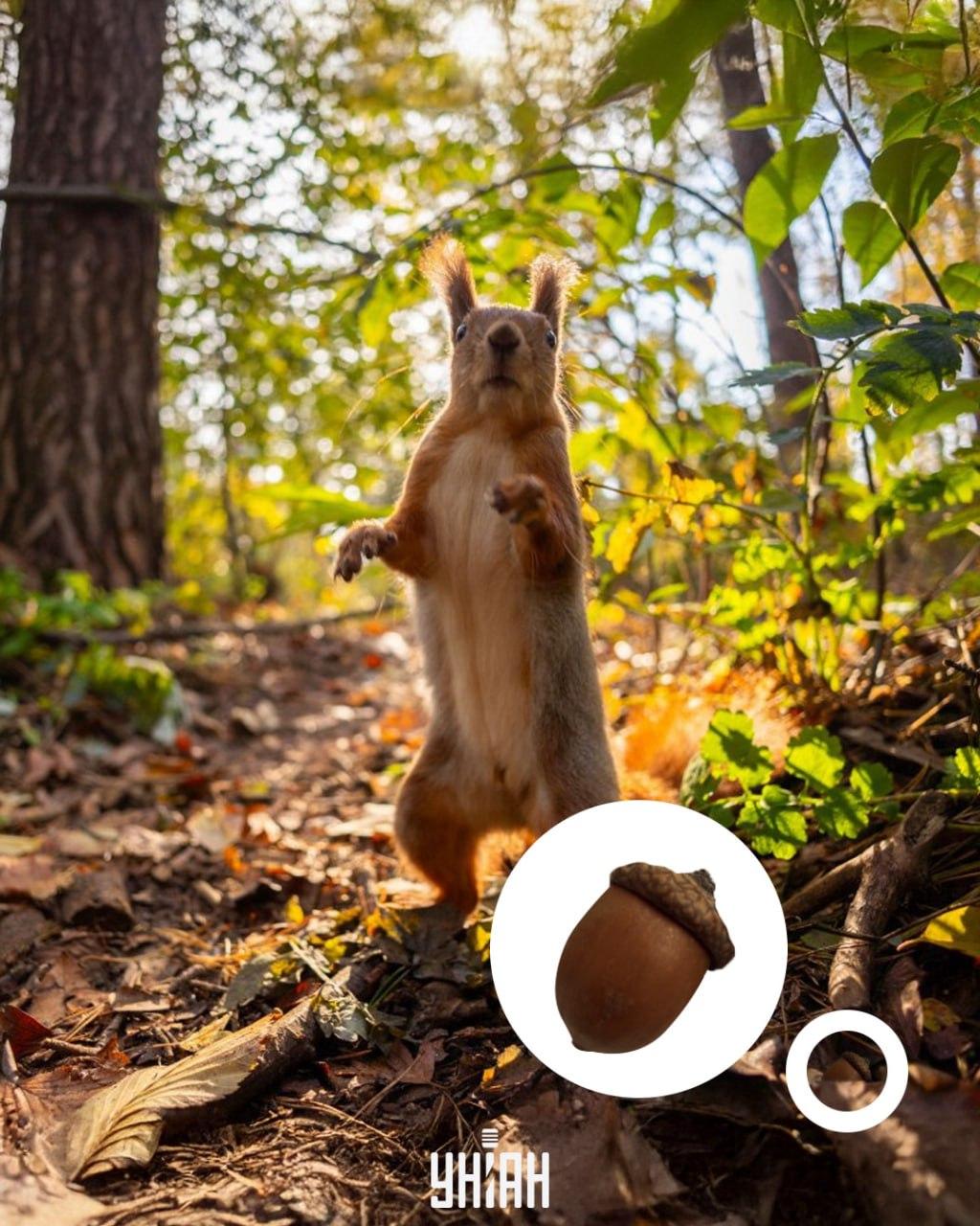 Die Eichel befand sich am unteren Ende des optischen Puzzles / der Collage mit Moje Foto