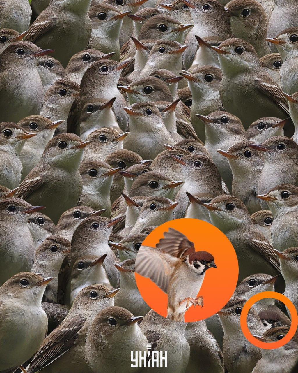 Der Spatz war am unteren Rand des Puzzles / Moje-Collage