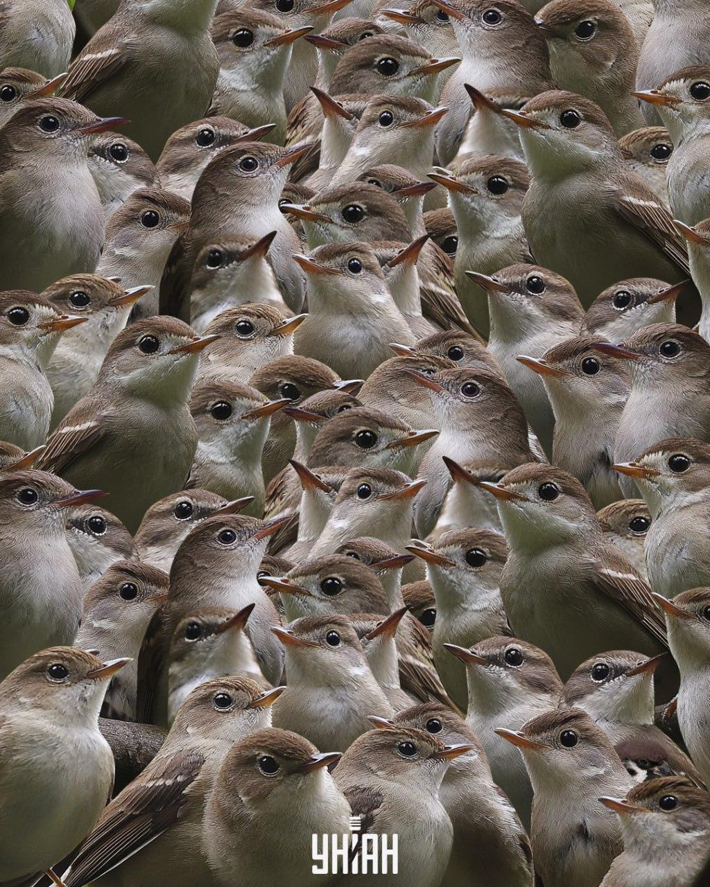 Suchen Sie einen Spatz unter den Nachtigallen / Moje collage