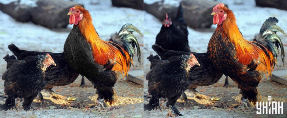 Finde alle Unterschiede in 15 Sekunden / Moje collage