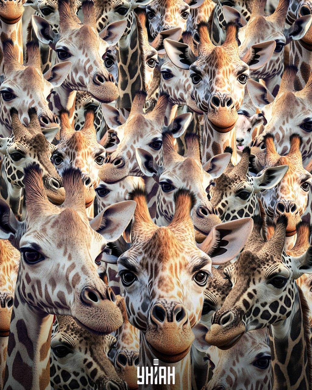 Es ist notwendig, eine ungezogene Ziege zu finden / Collage Moje