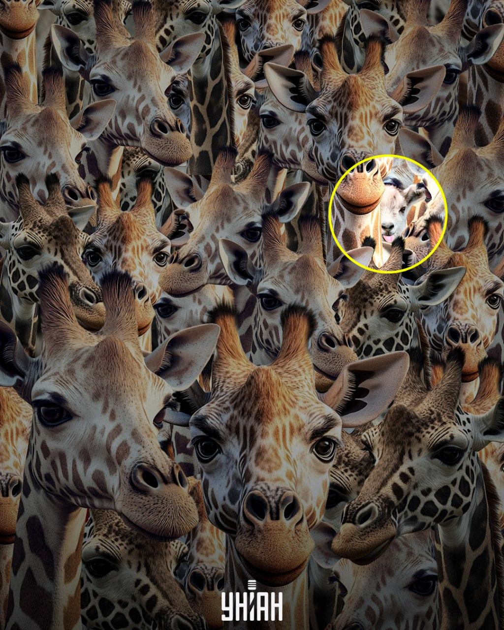 Wir müssen die unhöfliche Ziege aufspüren / Moje-Collage