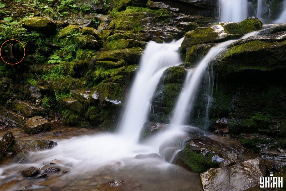 Die Lösung des Rätsels mit dem Fuchs - wo genau sich das Tier versteckt hat / Moje collage, Moje photo