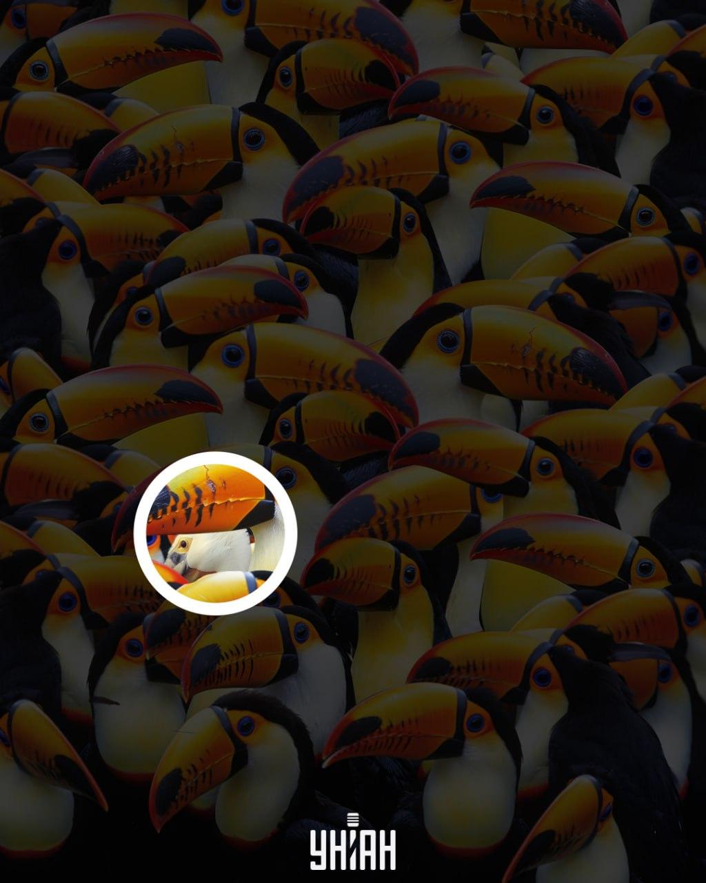 Der Pelikan befand sich in der Nähe der Bildmitte / Moje collage