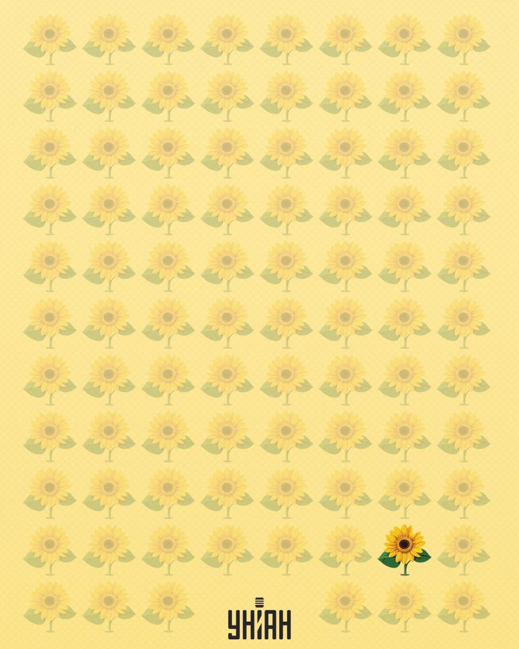 Eine Sonnenblume, der ein Blütenblatt fehlt, wurde als seltsam bezeichnet / Moje collage