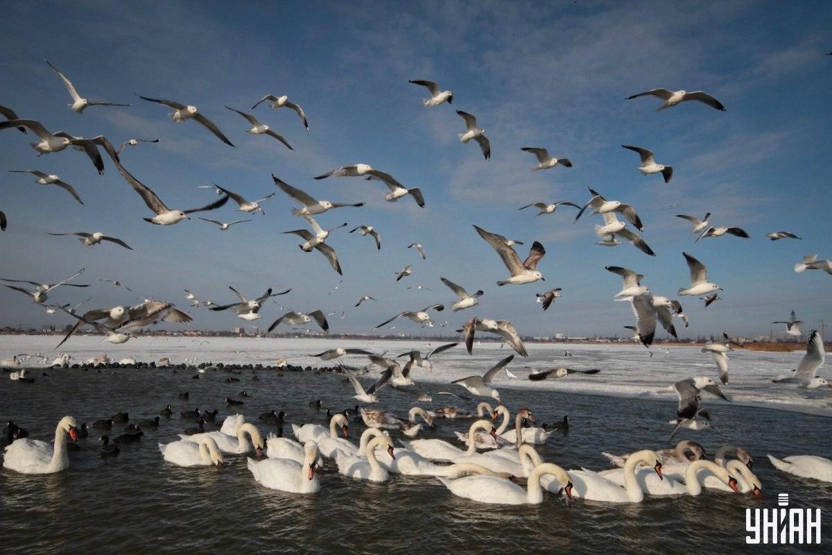 Finde die Taube auf dem Bild in der Zeit / Collage mit Moje Foto