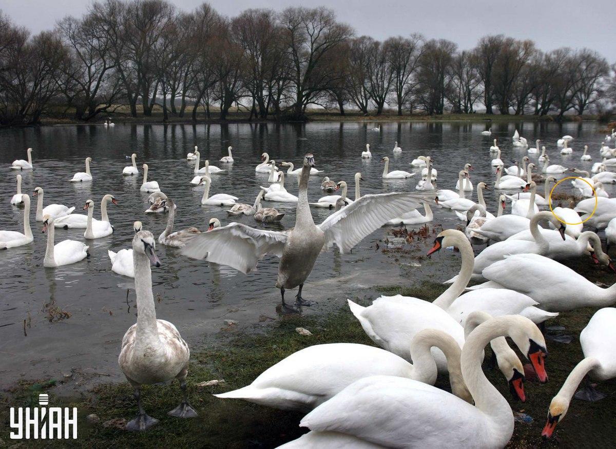 Wir versteckten den Vogel mit einem Lockvogel mit 