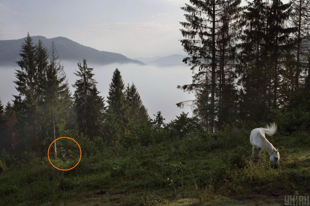 Die Ziege versteckte sich im Grünen / Collage mit Moje Foto