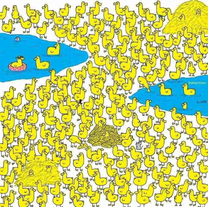 Nur die Klügsten werden das Huhn unter den Entenküken in 8 Sekunden finden: neues Rätsel / Bild von Gergely Dudas
