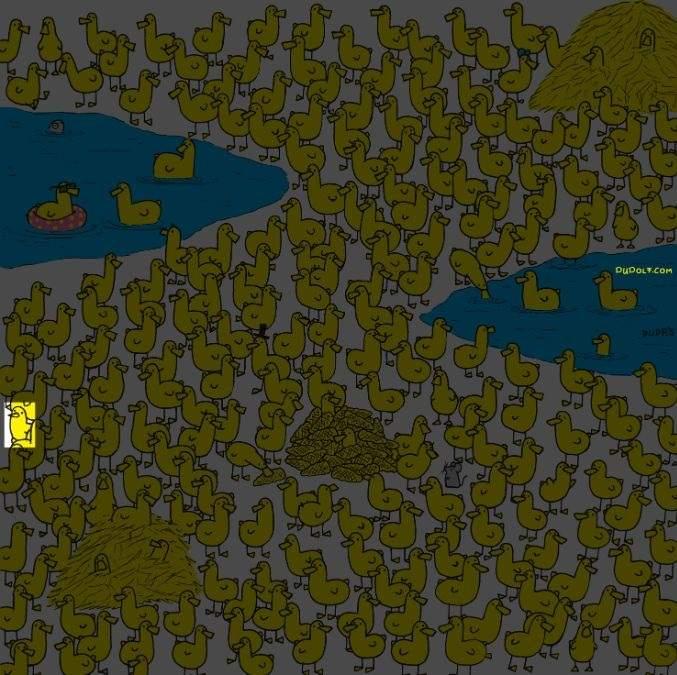 Nur die Klügsten finden das Huhn unter den Entenküken in 8 Sekunden: ein neues Rätsel / Bild von Gergely Dudas