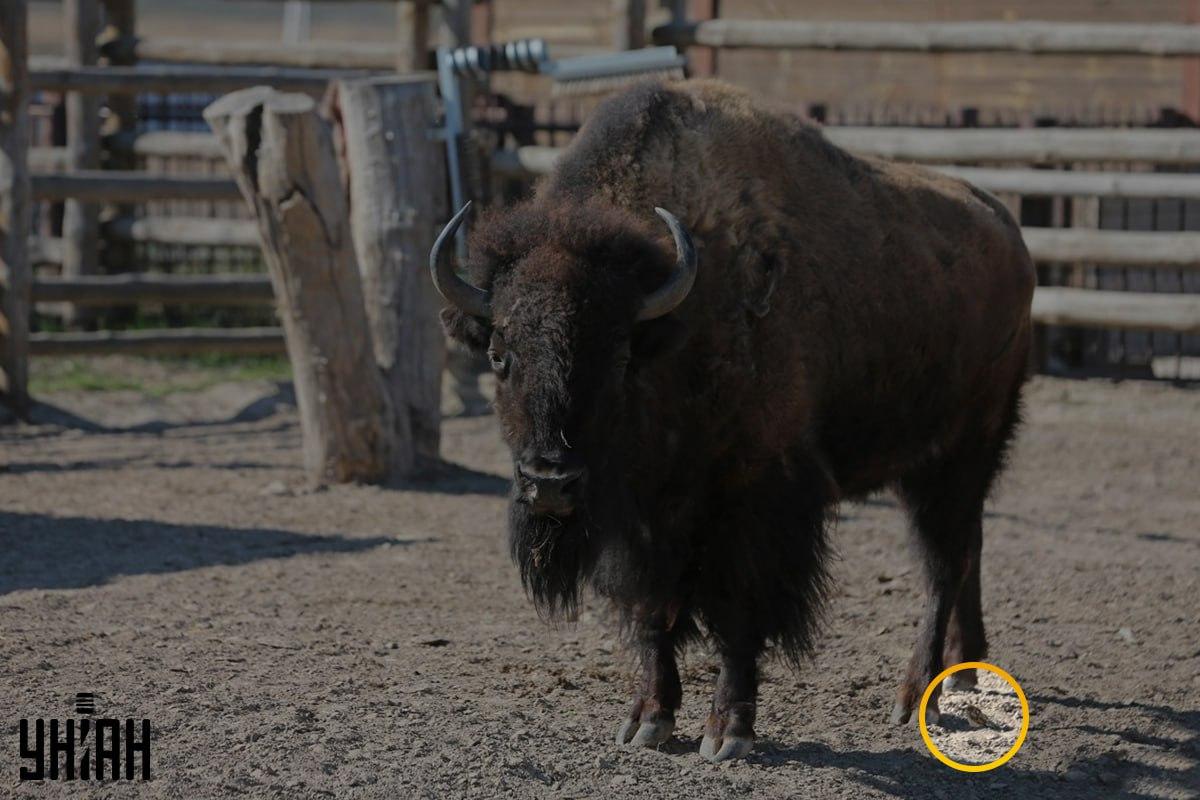 Der Spatz war nicht weit von der linken Ecke des Bildes entfernt / Collage von Moje photo