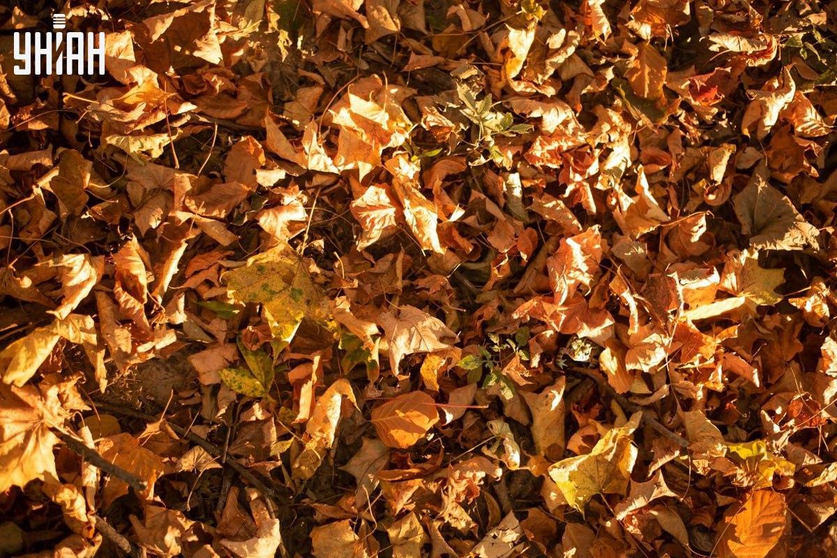 Finde den Frosch rechtzeitig auf dem Bild / der Collage mit Moje photo