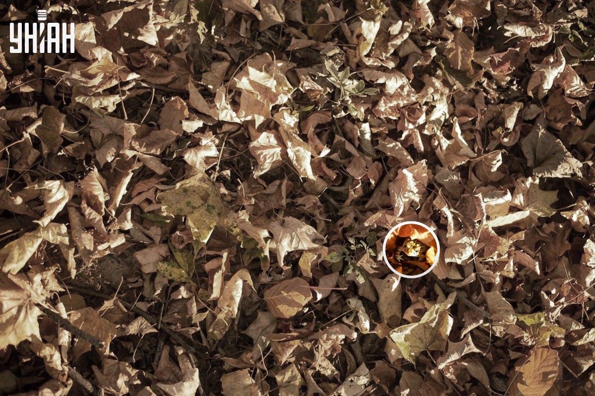 Der Frosch befand sich in der Nähe der unteren linken Ecke des Bildes / Collage mit Moje Foto