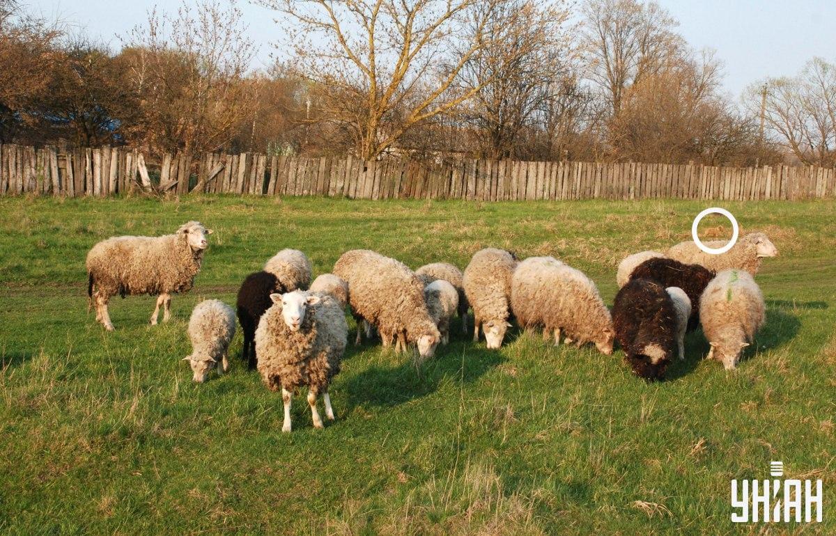 Der Hund war auf der linken Seite des Bildes / Collage aus Moje Foto