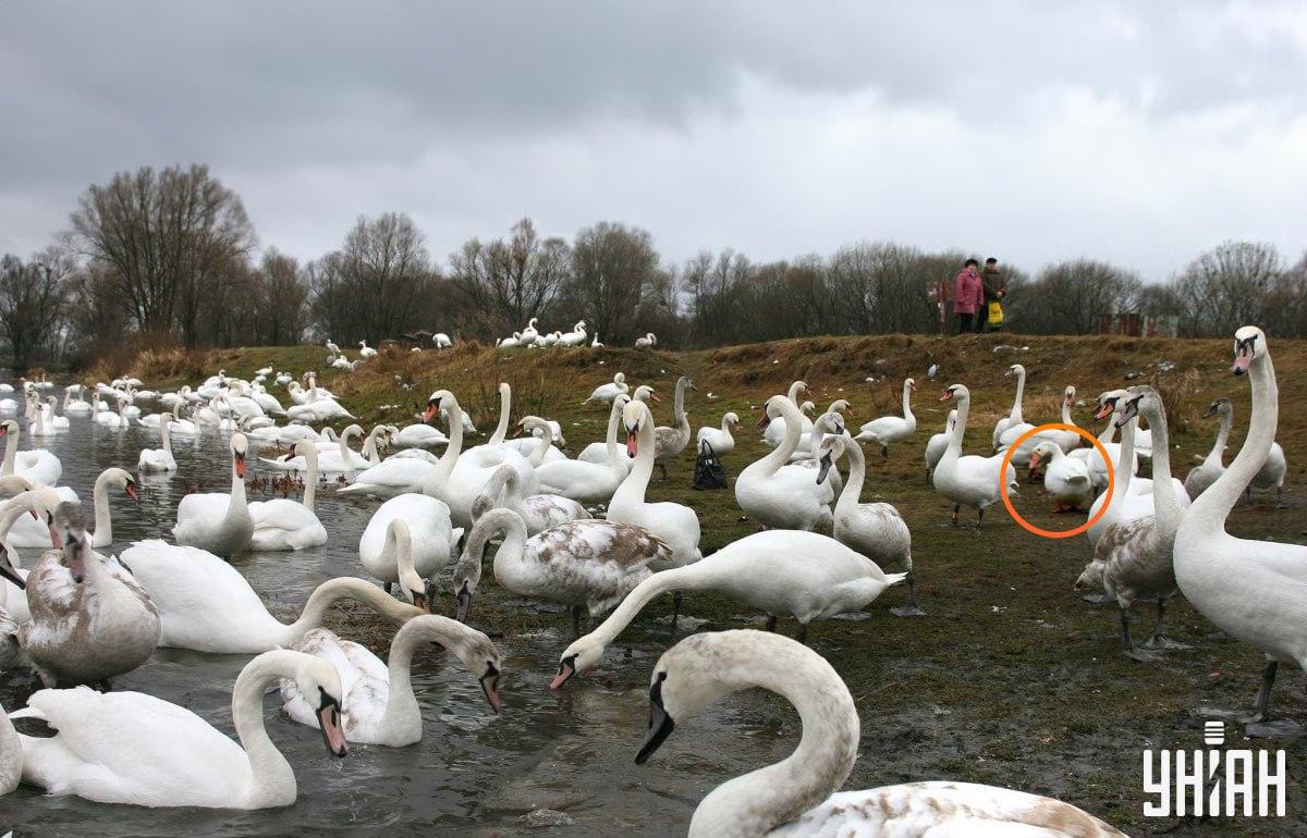 Die Gans ist nicht weit von der Mitte des Bildes entfernt / Collage mit Moje Foto