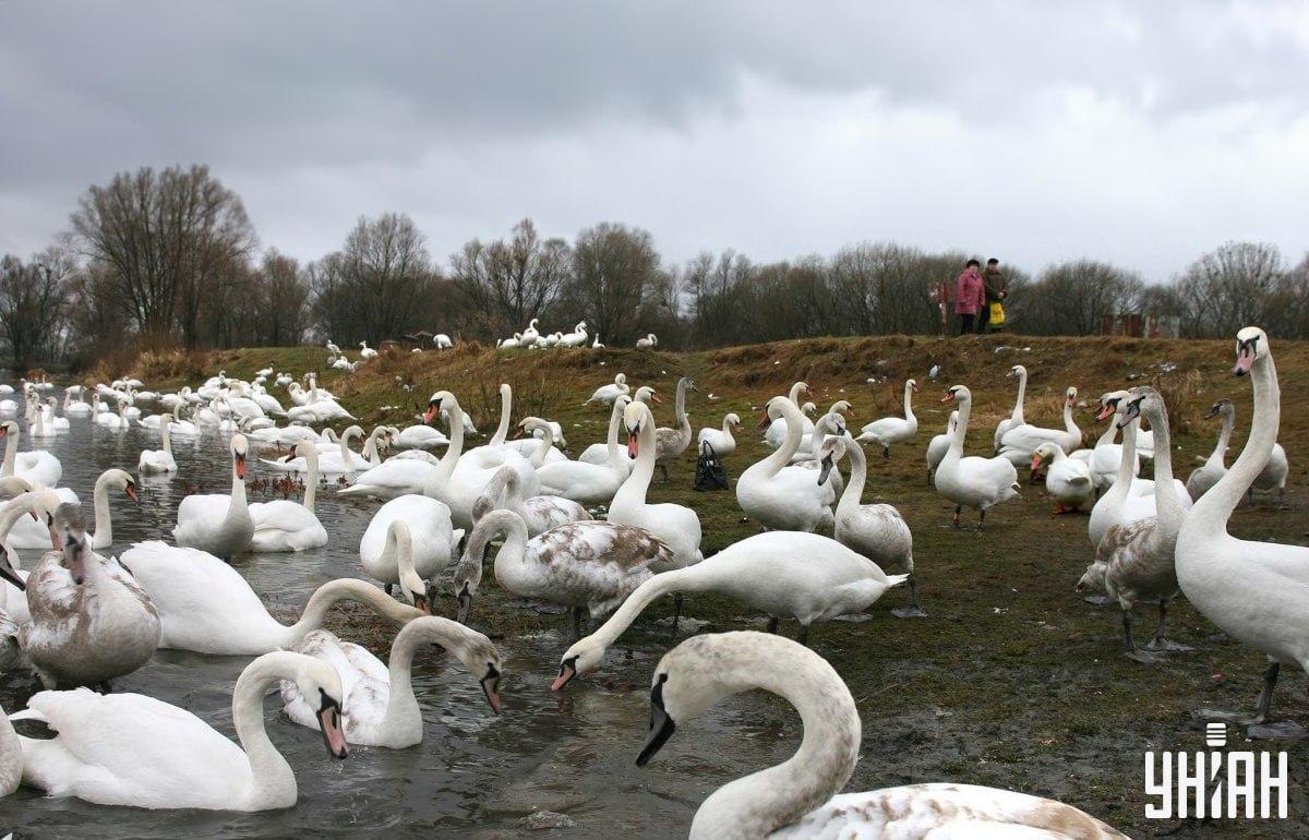 Eine Gans unter Schwänen in der Zeit finden / Collage mit Moje photo
