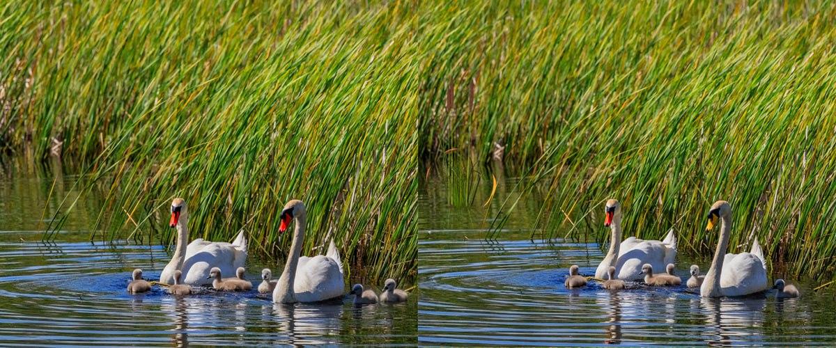 Finden Sie sehr schnell die Unterschiede zwischen den Bildern / Collage Moje