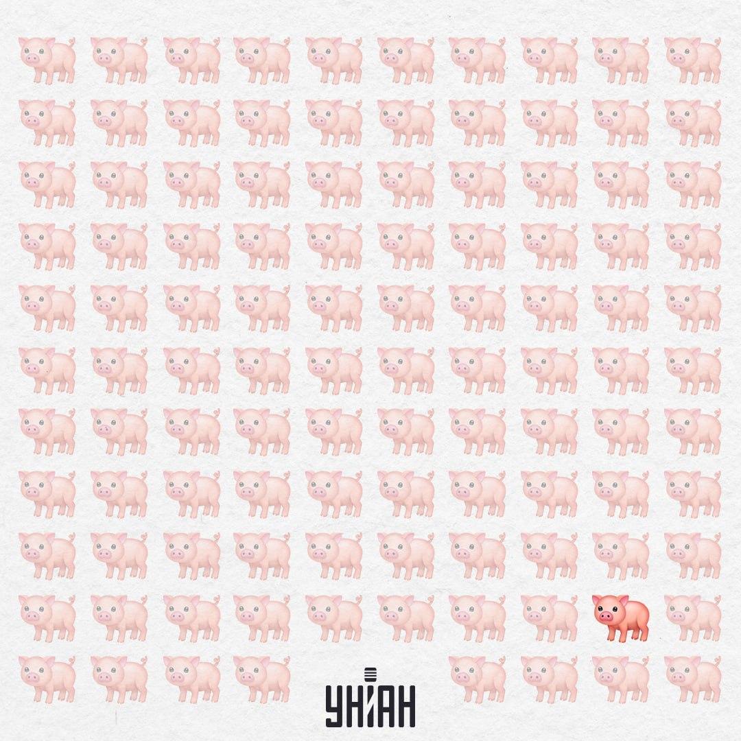 Dieses Schweinchen ist wirklich seltsam, es hat keinen rosa Schwanz / Collage Moje