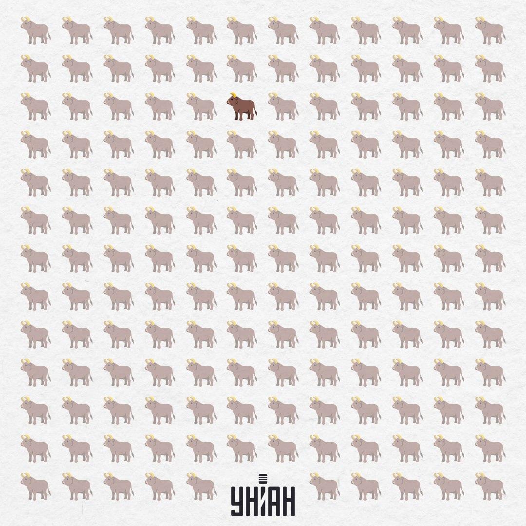 Er versteckte sich in der Mitte, fast von oben / Moje Collage