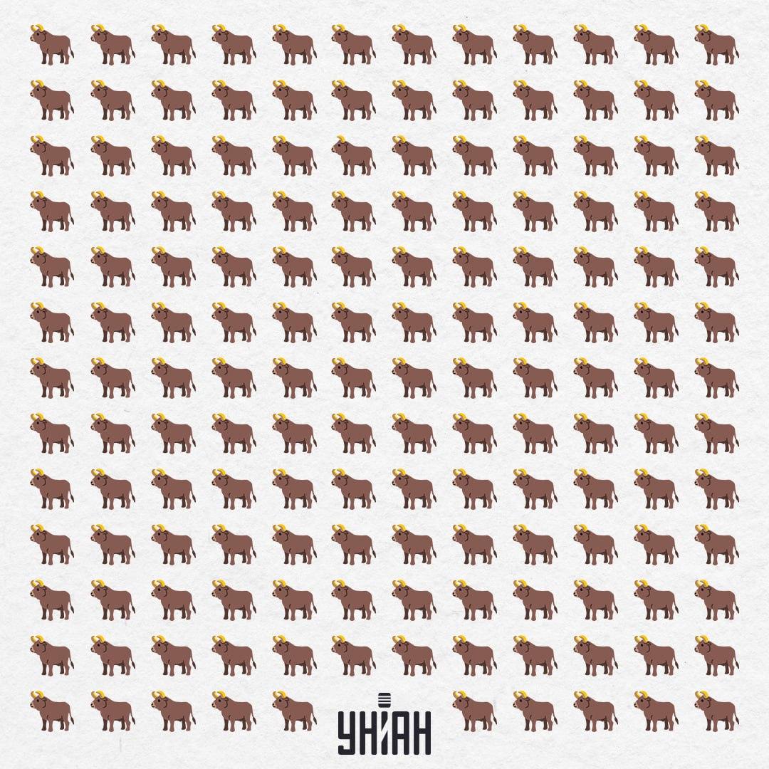 Es gibt 154 von ihnen hier, aber einer ist nicht wie dieser - du solltest ihn in 10 Sekunden sehen / Moje Collage