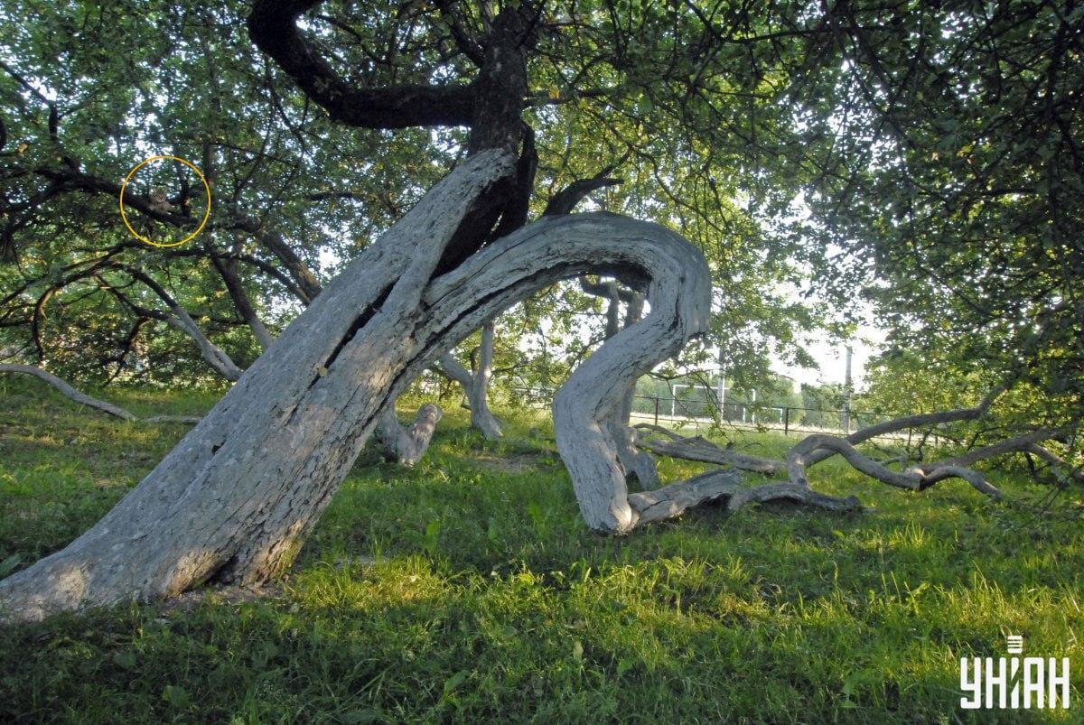 Unsere Katze liegt auf den Ästen eines Baumes / Moje Collage