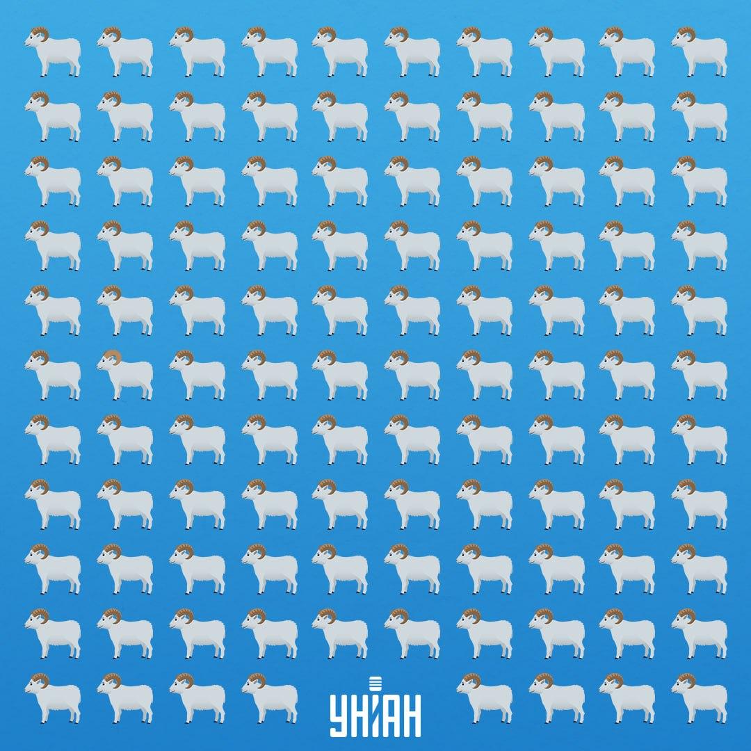 Es gibt 7 Sekunden, um das schlaue Tier zu sehen / Moje Collage