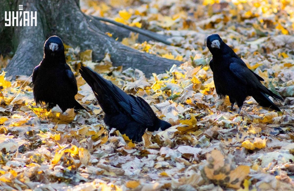 Finden Sie sehr schnell den Frosch auf dem Bild / Collage mit Foto Moje
