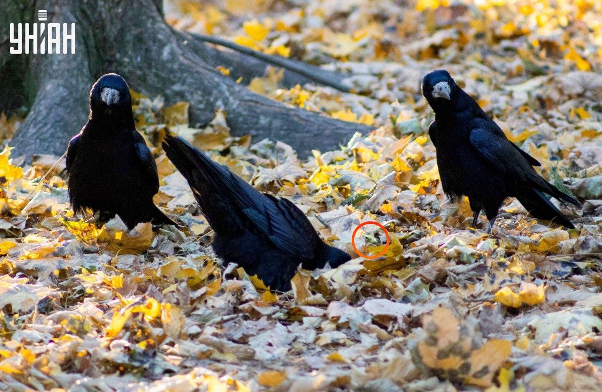 Der Frosch war fast in der Mitte des Puzzles / Collage aus Moje Foto