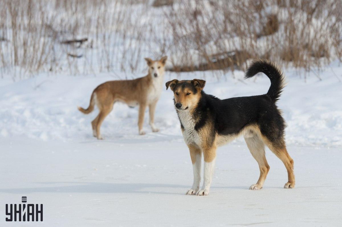 Versuchen Sie, in 8 Sekunden zu verstehen, was in dem Fotopuzzle / der Fotocollage von Moje photo falsch ist
