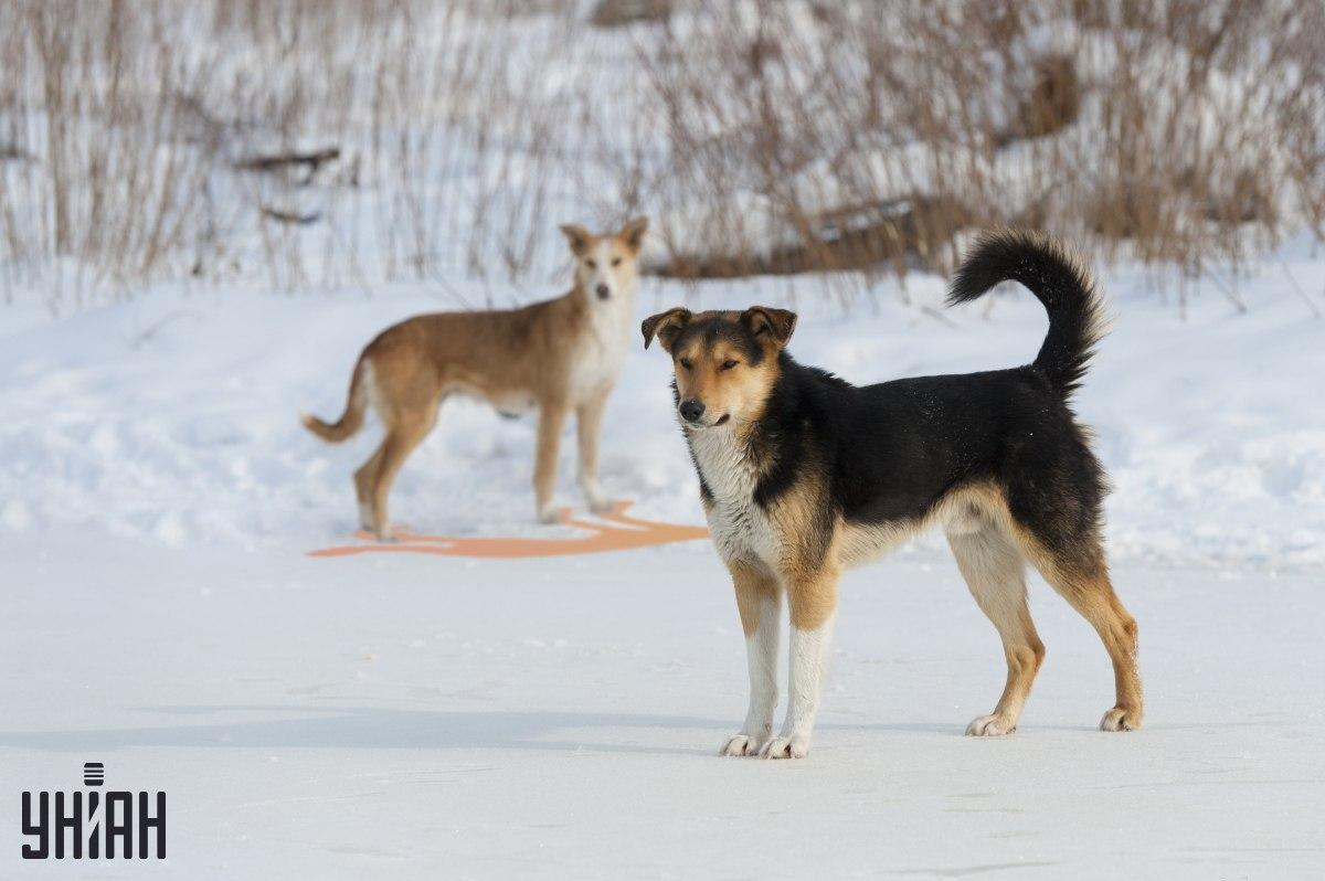 Einer der Schatten ist auf dem Bild falsch dargestellt / Collage mit Moje Foto