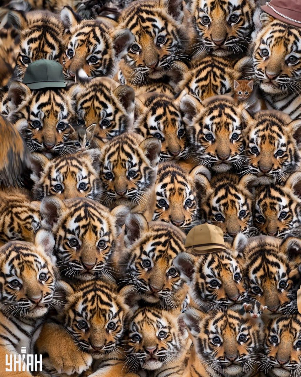 Finde drei Kätzchen unter den Tigern / Moje