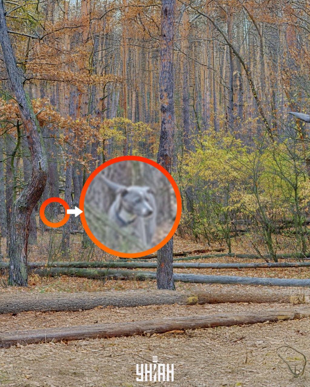 Moje Foto, Falin Volodymyr