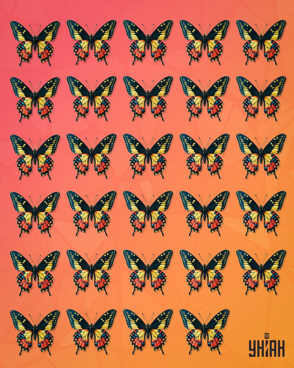 Ein Schmetterling, der als seltsam bezeichnet werden kann, sollte aufgespürt werden / Moje collage