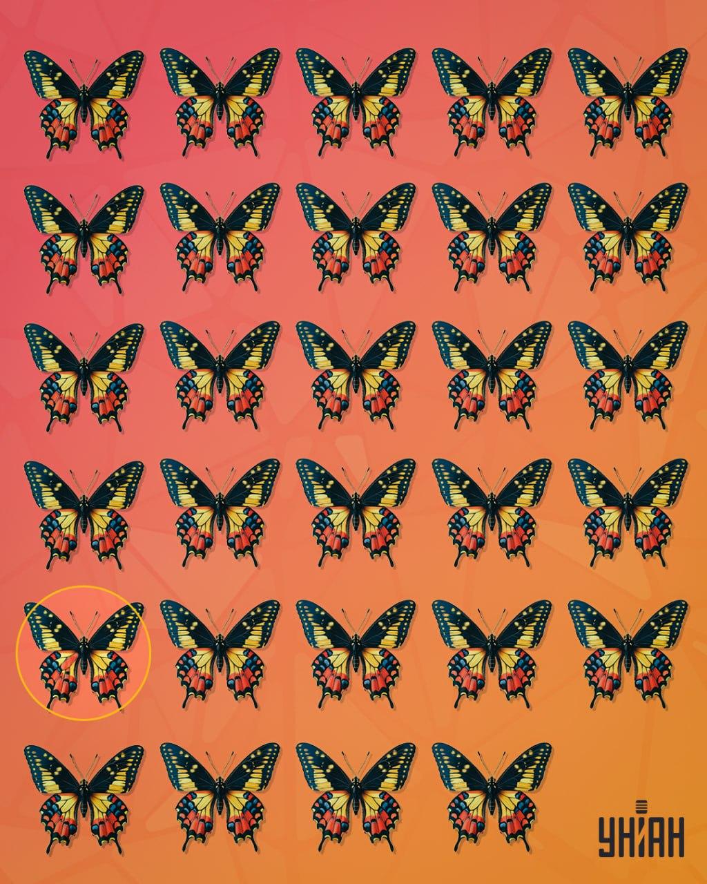 Der seltsame Schmetterling befand sich in der zweiten Zeile von unten auf dem Bild / Moje collage