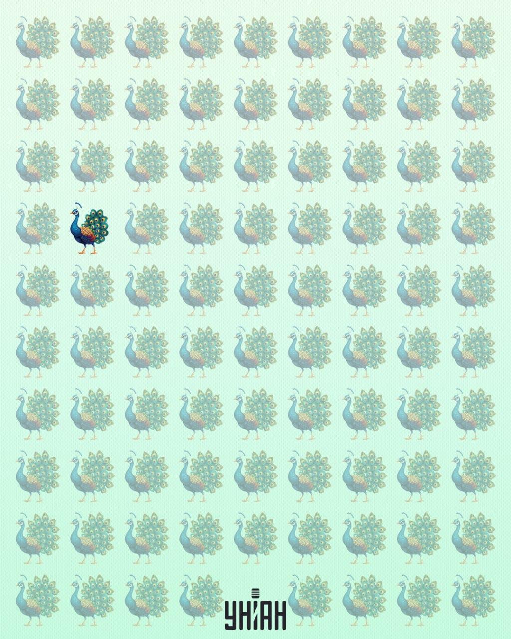 Der Pfau Spinner war im richtigen Teil des optischen Rätsels / Moje collage