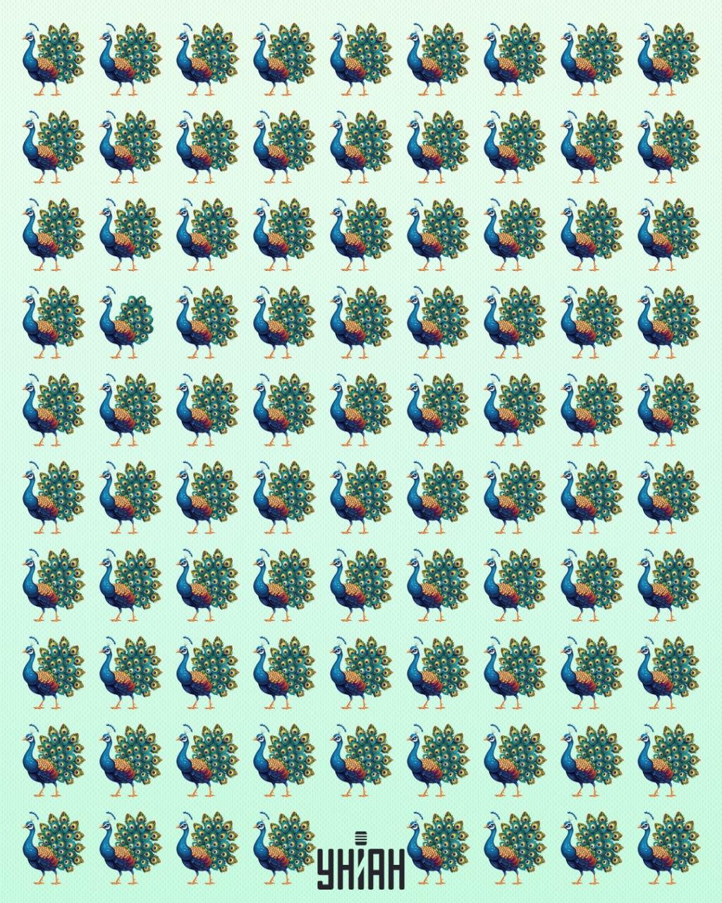 Es ist notwendig, einen Pfauenfreak zu finden / Moje collage