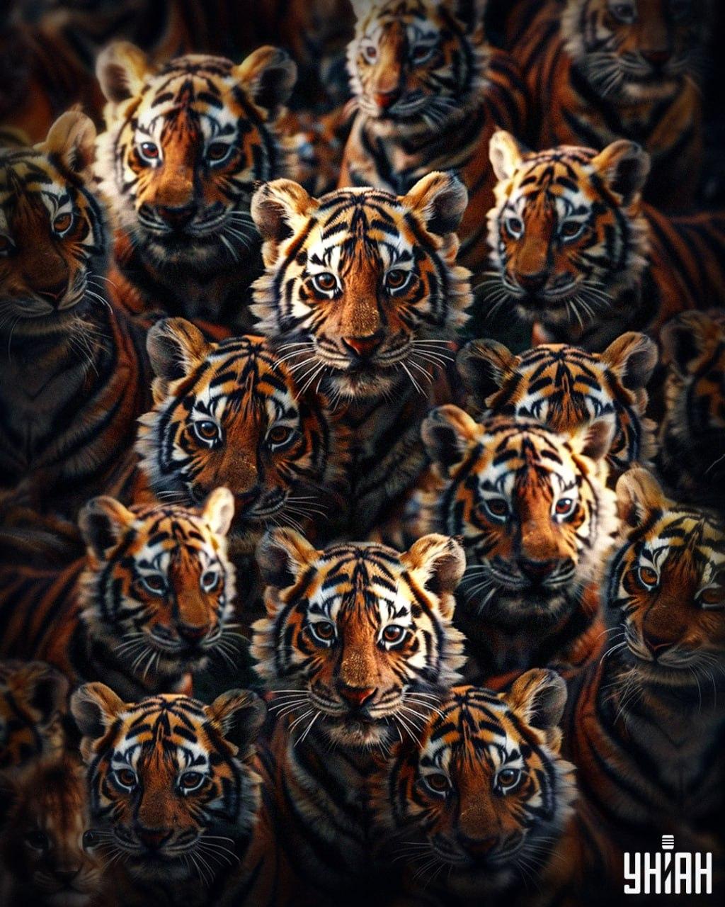 Es dauert 8 Sekunden, um ein Löwenbaby unter Tigern zu finden / Moje collage