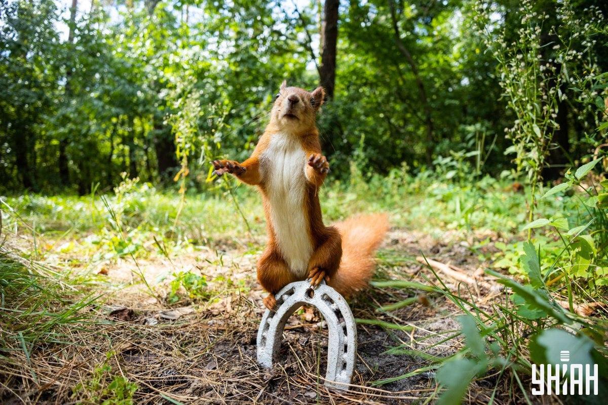 Finde den schlauen Hund rechtzeitig / Collage mit Moje Foto