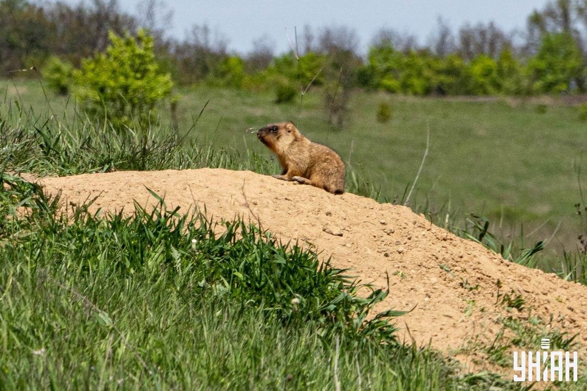 Wir müssen einen Schmetterling finden / Moje-Collage