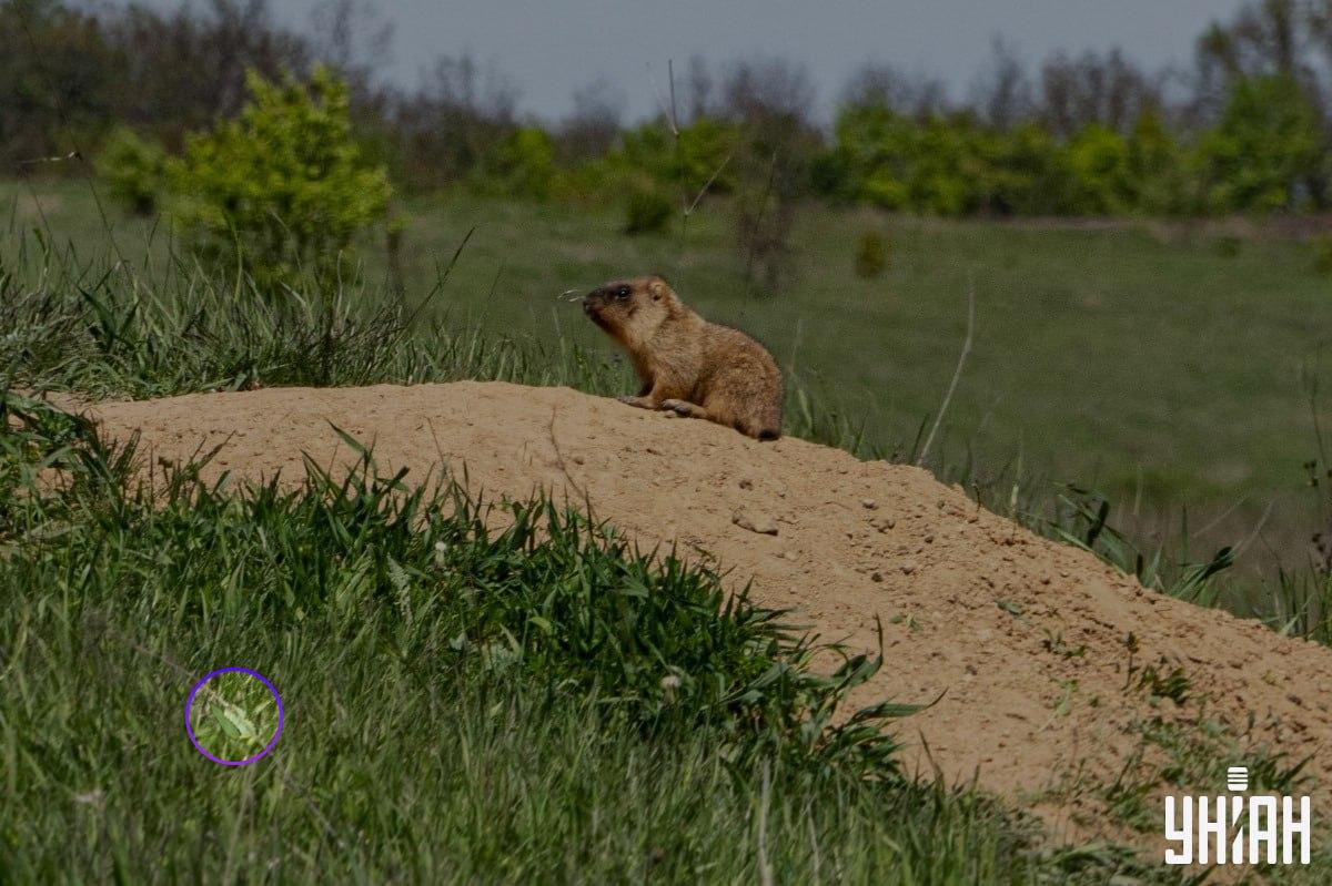Der Schmetterling befand sich in der Nähe einer der unteren Ecken des Bildes / Moje collage