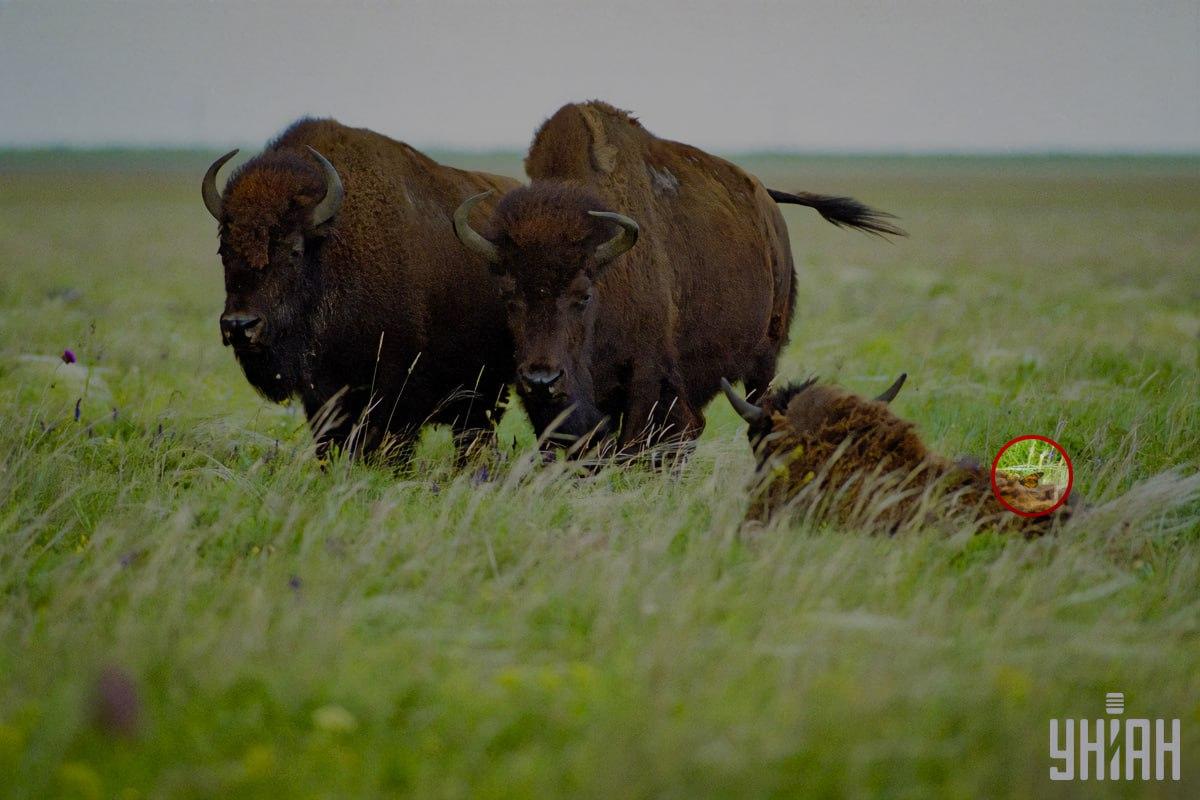 Ein Schmetterling saß auf einem der Bisons / Collage mit Moje Foto