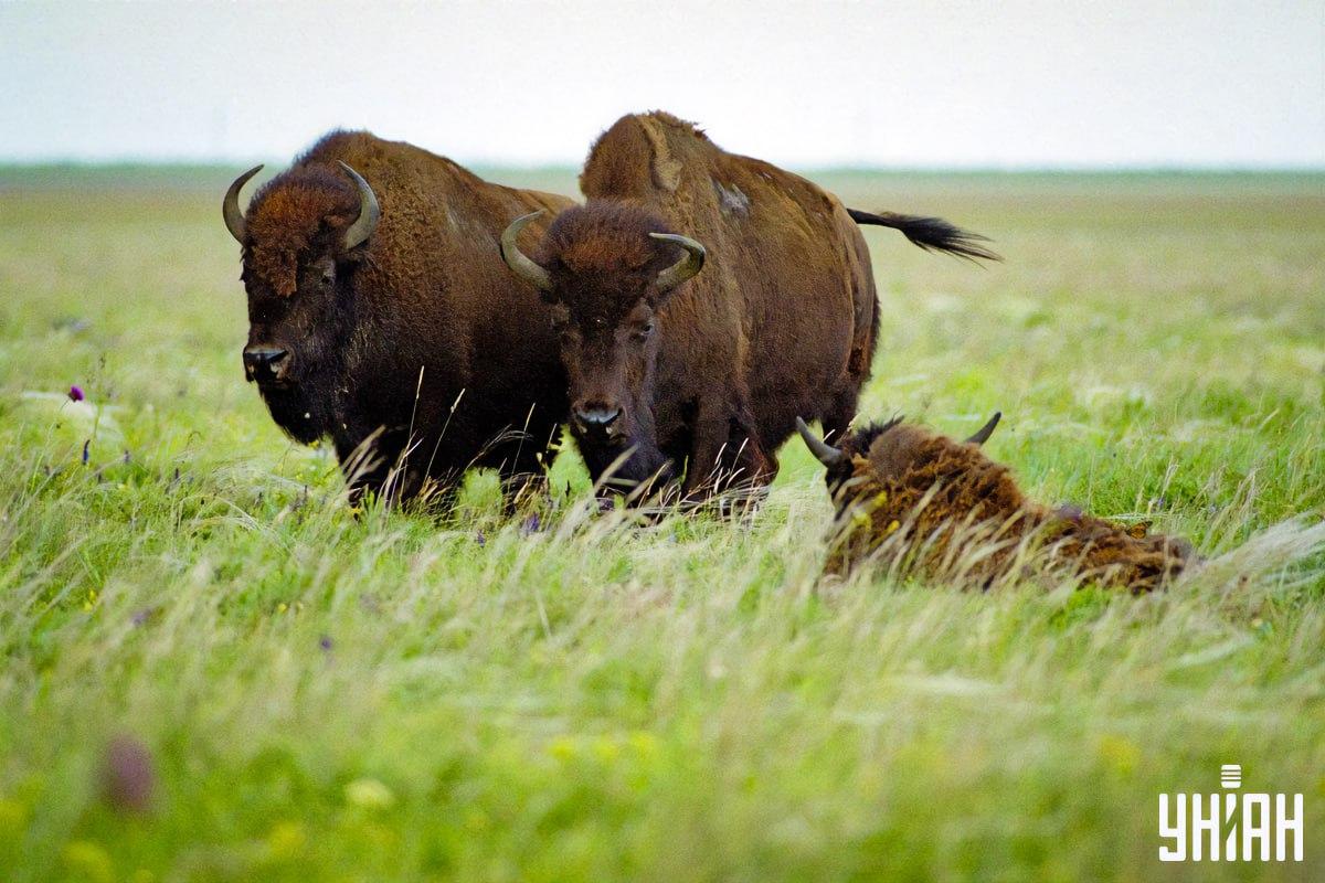 Finde einen Schmetterling in 8 Sekunden / Collage mit Moje Foto