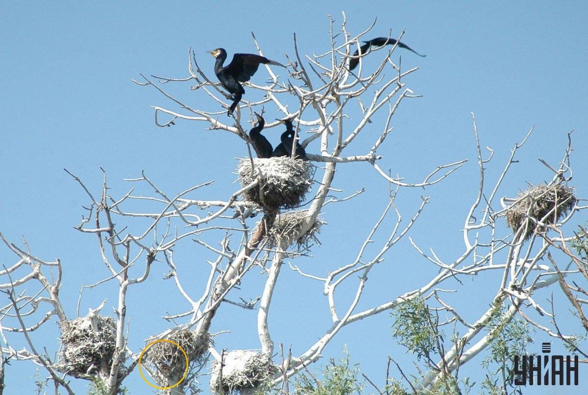 Der Sperling war am unteren Rand des visuellen Puzzles versteckt / Moje Fotocollage