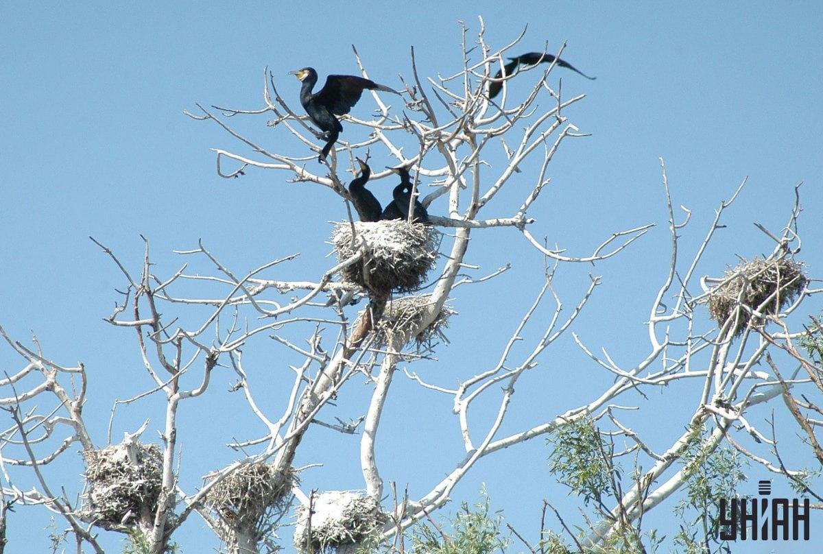 Es dauert 9 Sekunden, einen Spatz zu finden / Collage mit Moje-Foto